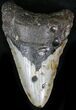 Bargain Megalodon Tooth - North Carolina #22950-1